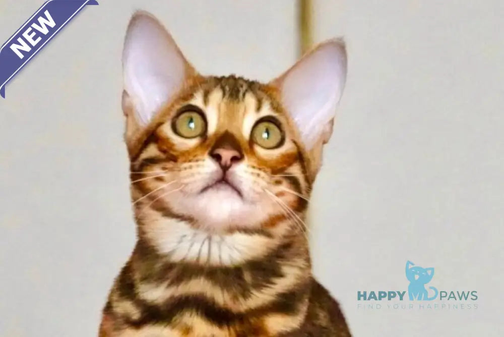 Valencia Bengal female black spotted tabby live animals