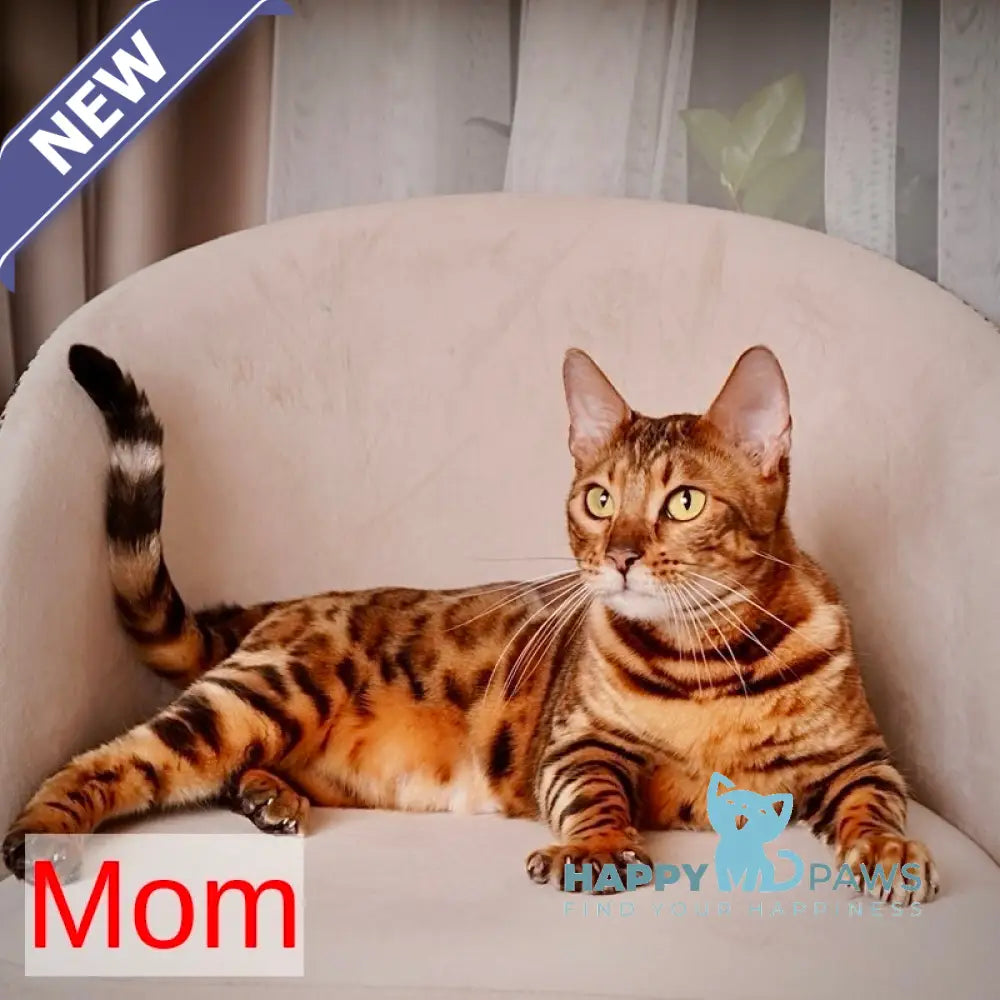 Valencia Bengal female black spotted tabby live animals