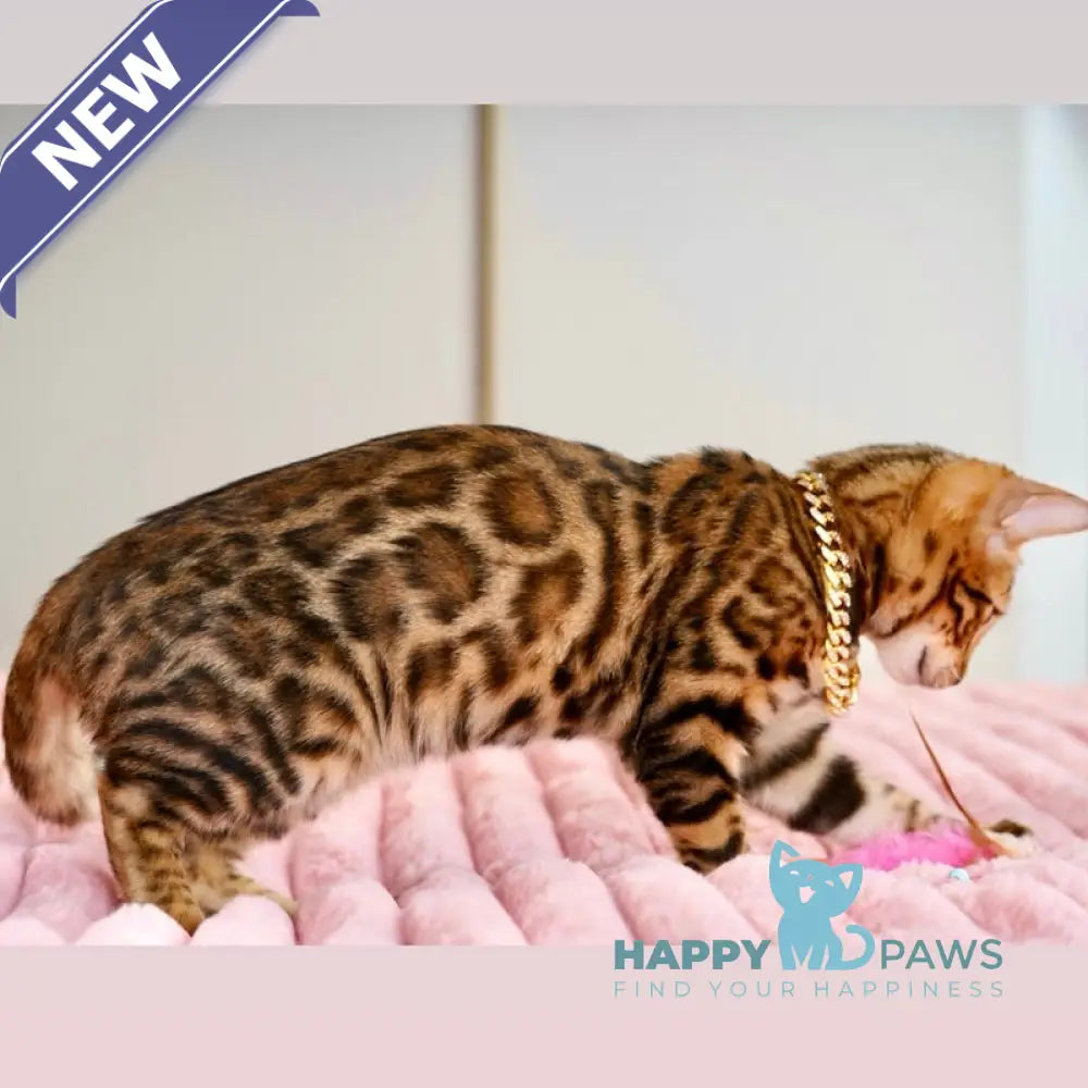 Valencia Bengal female black spotted tabby live animals