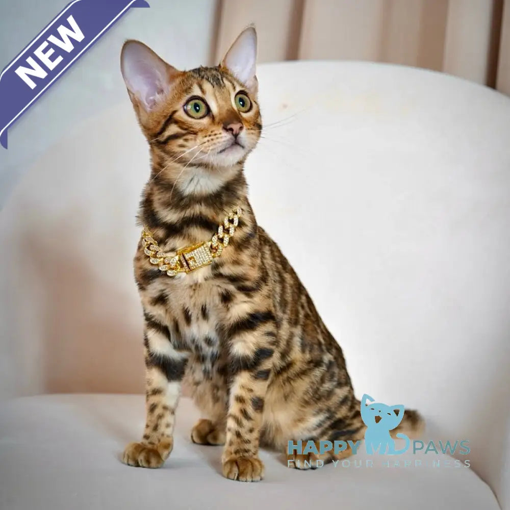 Valencia Bengal female black spotted tabby live animals