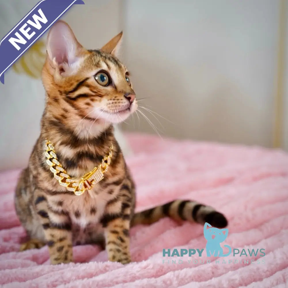 Valencia Bengal female black spotted tabby live animals