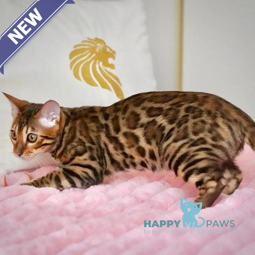 Valencia Bengal female black spotted tabby live animals