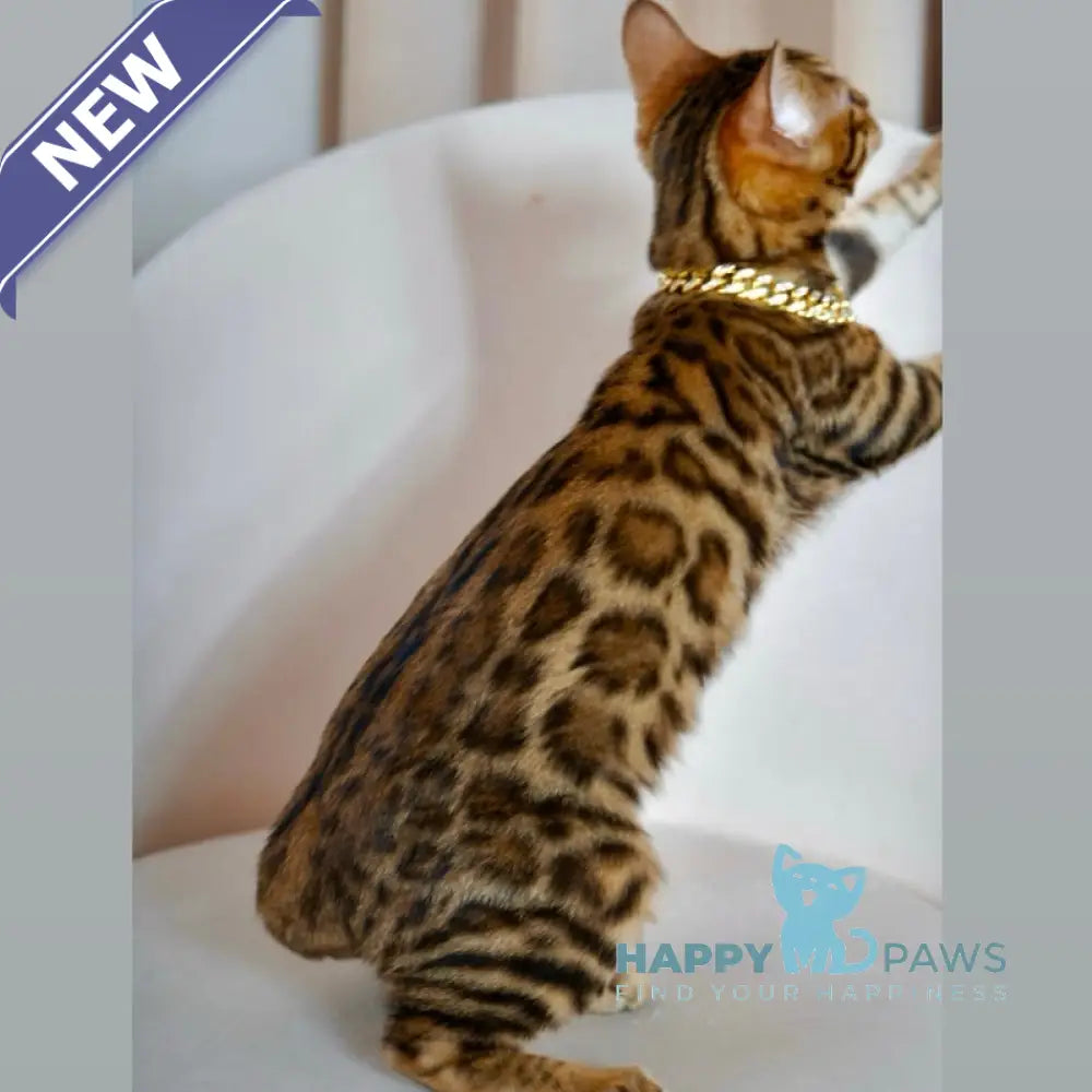 Valencia Bengal female black spotted tabby live animals