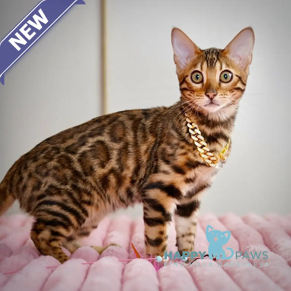 Valencia Bengal female black spotted tabby live animals
