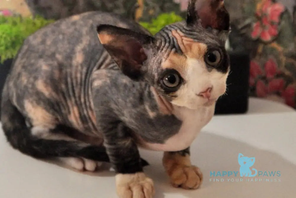 Valencia Devon Rex female black tortie bicolour live animals