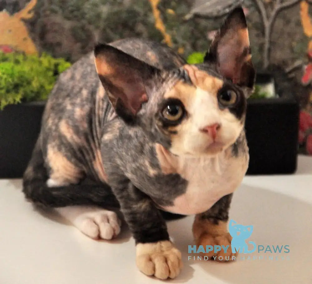 Valencia Devon Rex female black tortie bicolour live animals