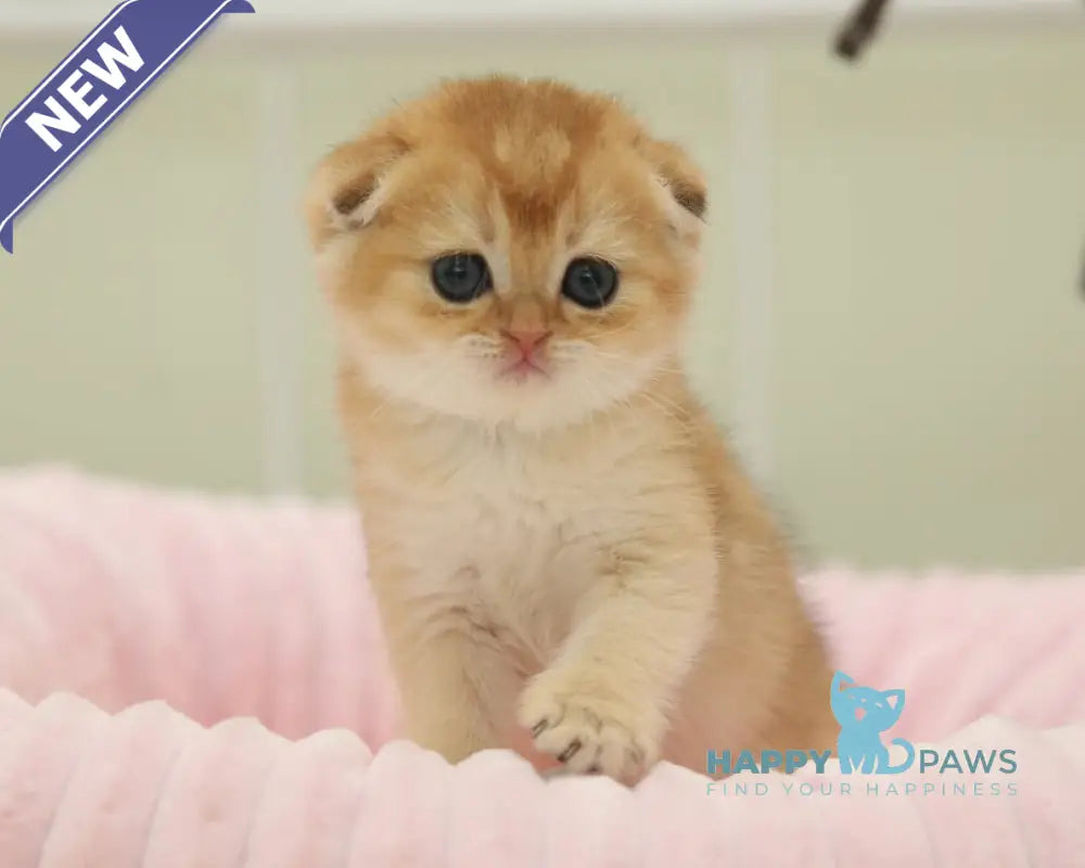 Valencia Scottish Fold female black golden shaded live animals