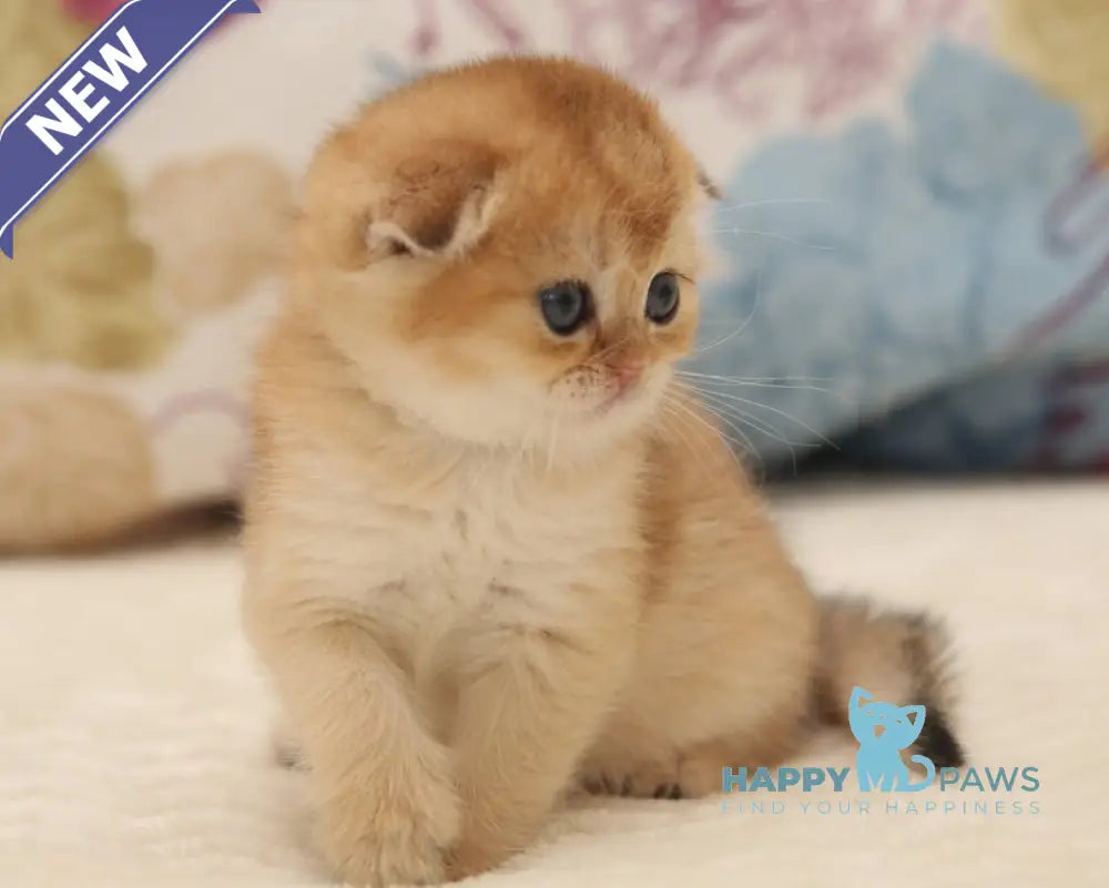 Valencia Scottish Fold female black golden shaded live animals