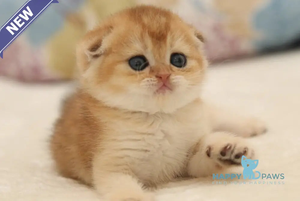 Valencia Scottish Fold female black golden shaded live animals