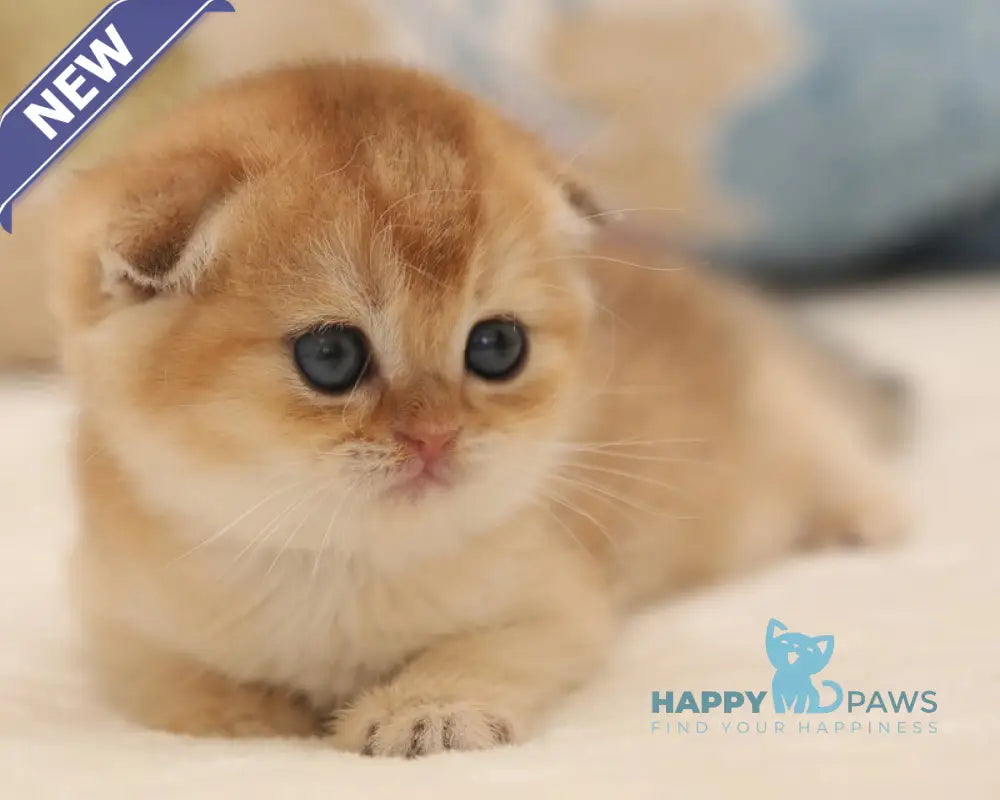 Valencia Scottish Fold female black golden shaded live animals