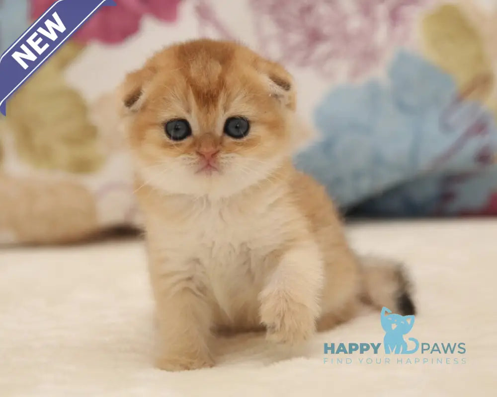Valencia Scottish Fold female black golden shaded live animals