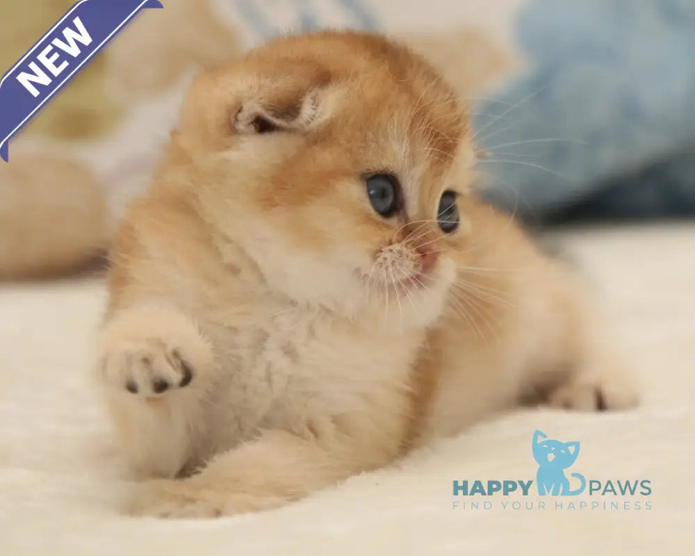 Valencia Scottish Fold female black golden shaded live animals