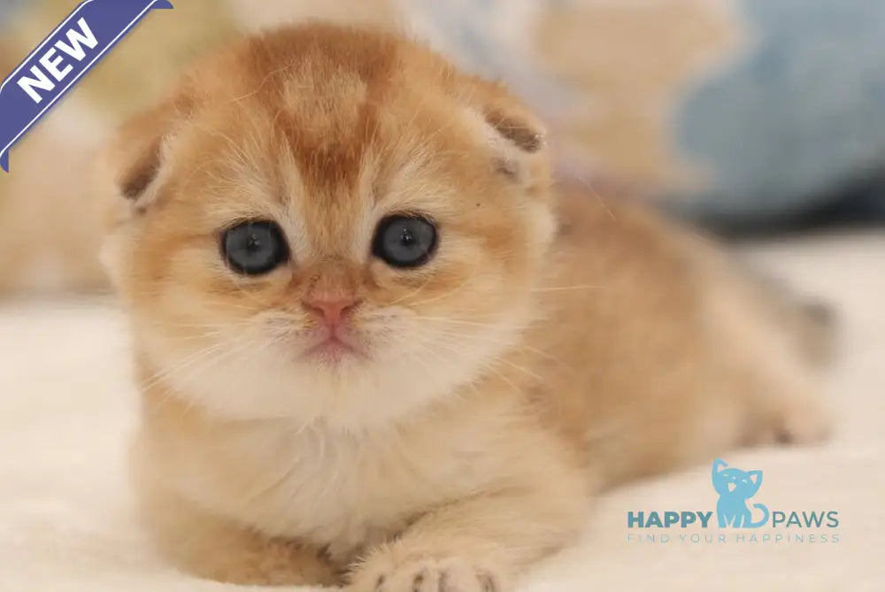 Valencia Scottish Fold female black golden shaded live animals