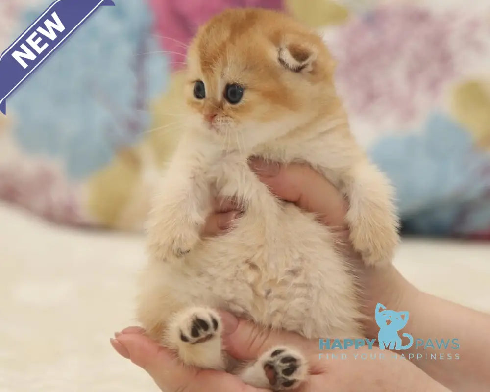 Valencia Scottish Fold female black golden shaded live animals