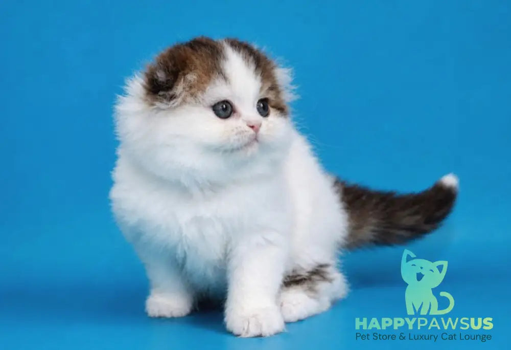Valencia Scottish Fold female black tabby van - live animals