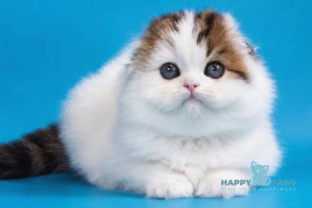 Valencia Scottish Fold female black tabby van - live animals