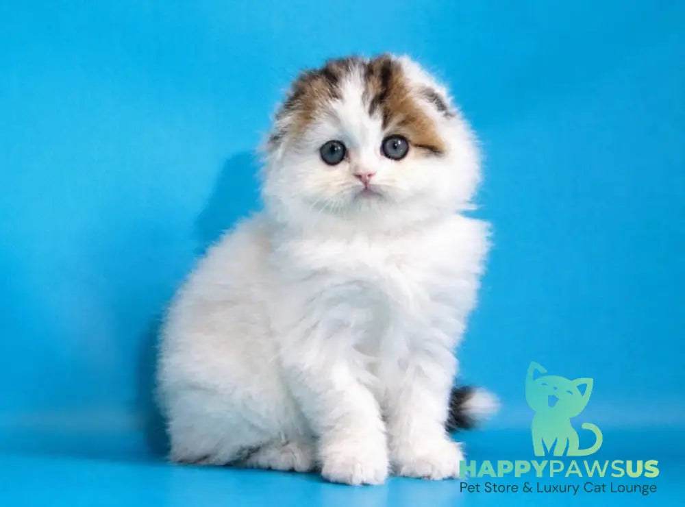 Valencia Scottish Fold female black tabby van - live animals