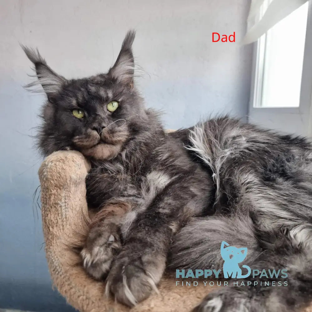 Valensija Maine Coon female black tortie silver ticked tabby live animals