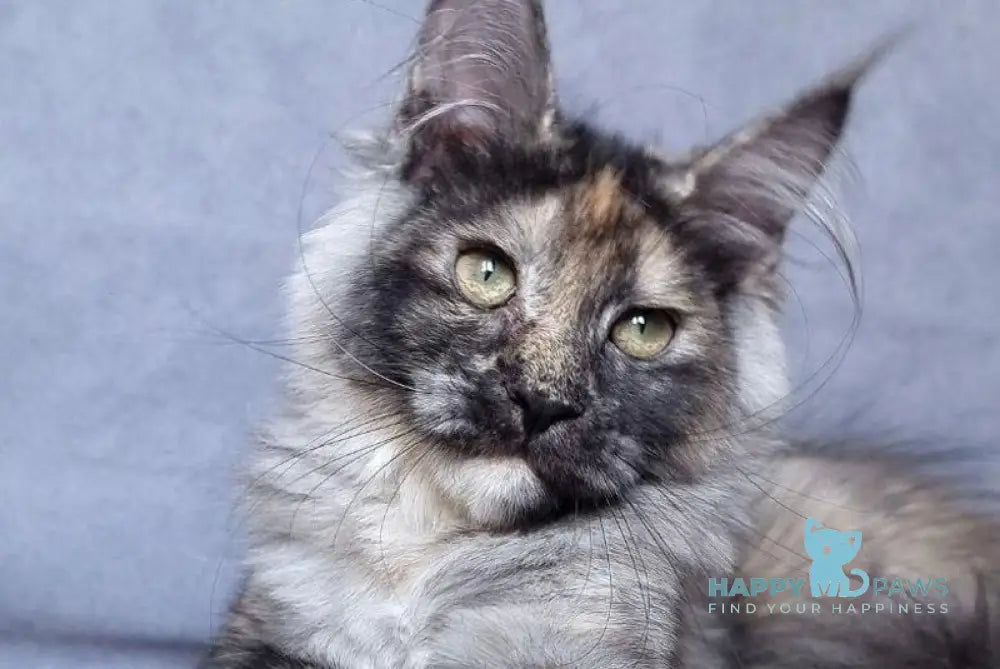 Valensija Maine Coon female black tortie silver ticked tabby live animals