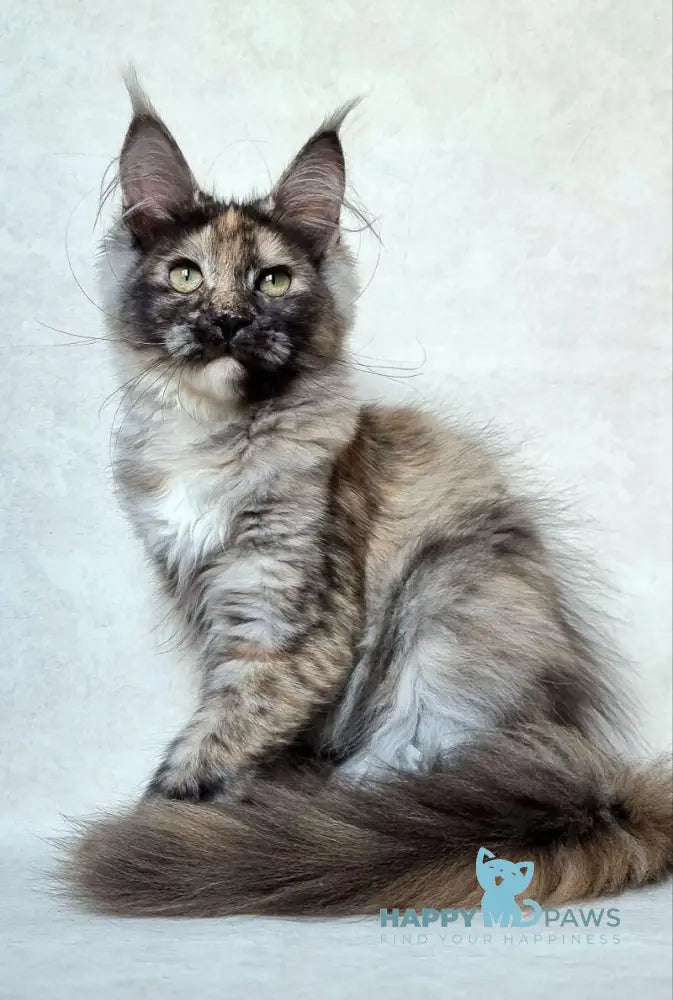 Valensija Maine Coon female black tortie silver ticked tabby live animals