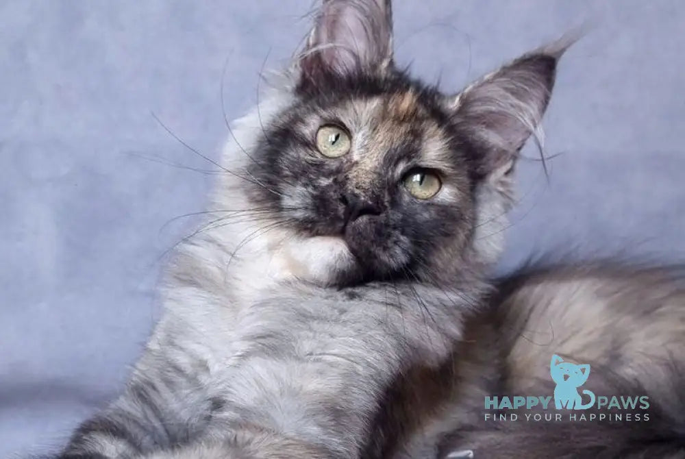 Valensija Maine Coon female black tortie silver ticked tabby live animals