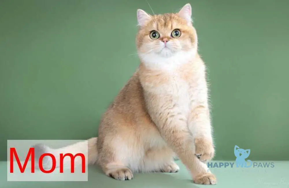 Valentin British Shorthair male black golden chinchilla live animals