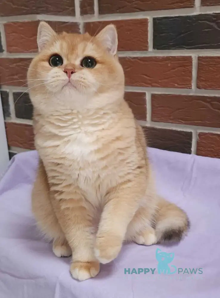 Valentin British Shorthair male black golden chinchilla live animals