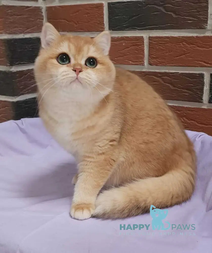 Valentin British Shorthair male black golden chinchilla live animals