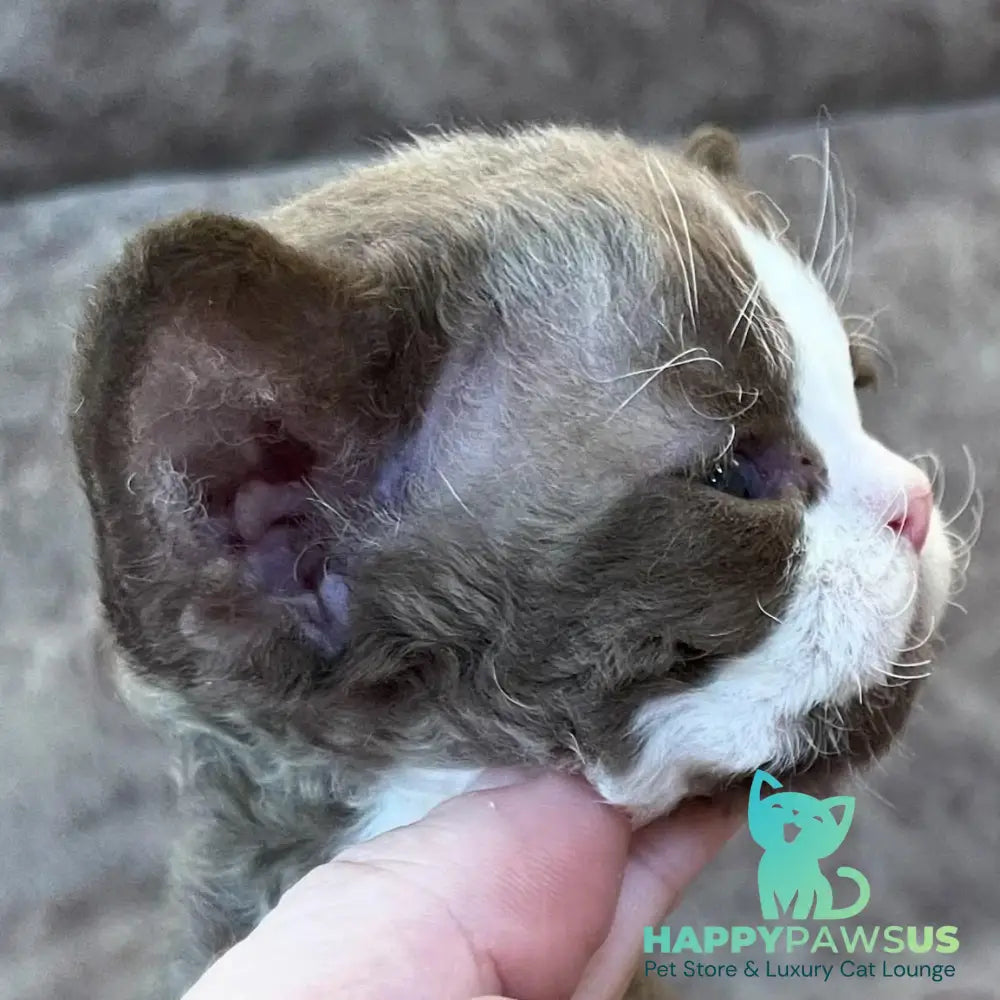 Valentin Devon Rex male chocolate bicolour - live animals