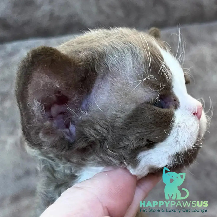 Valentin Devon Rex male chocolate bicolour - live animals