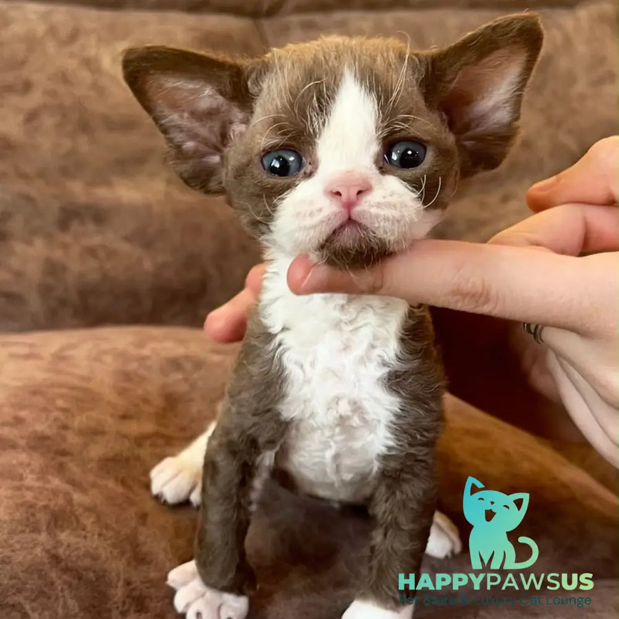 Valentin Devon Rex male chocolate bicolour - live animals