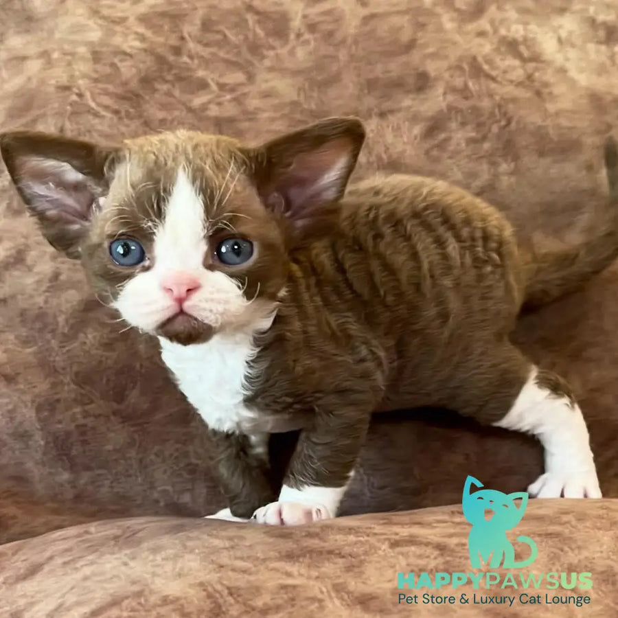 Valentin Devon Rex male chocolate bicolour - live animals