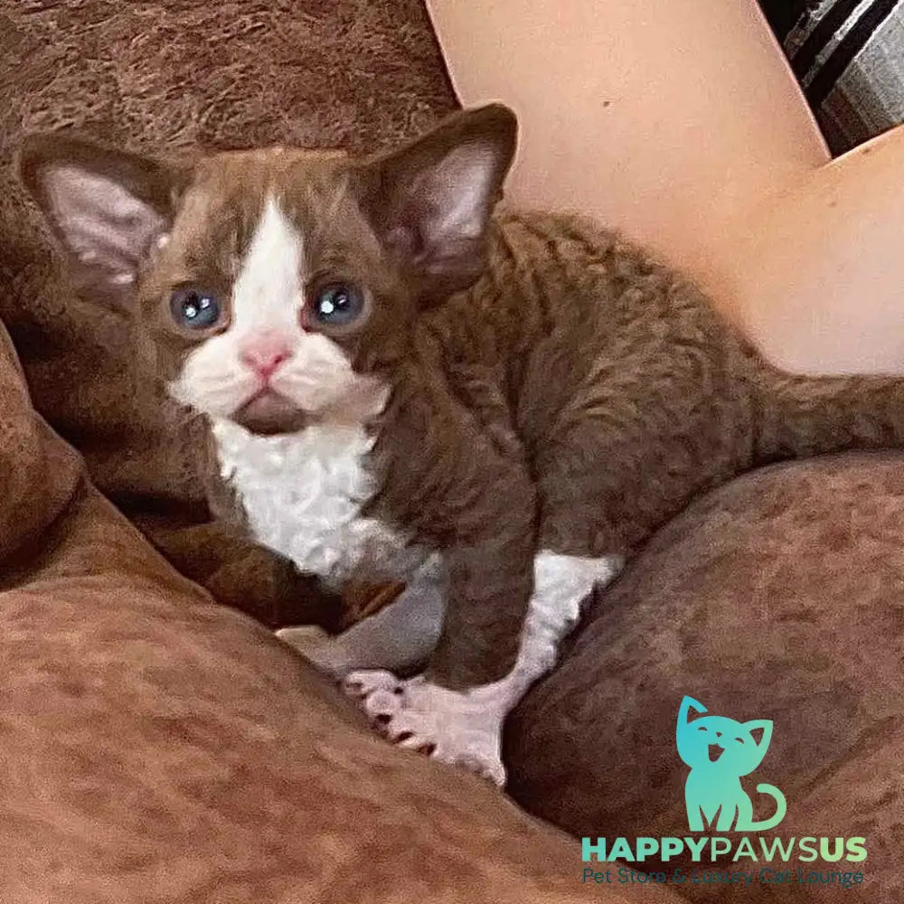 Valentin Devon Rex male chocolate bicolour - live animals