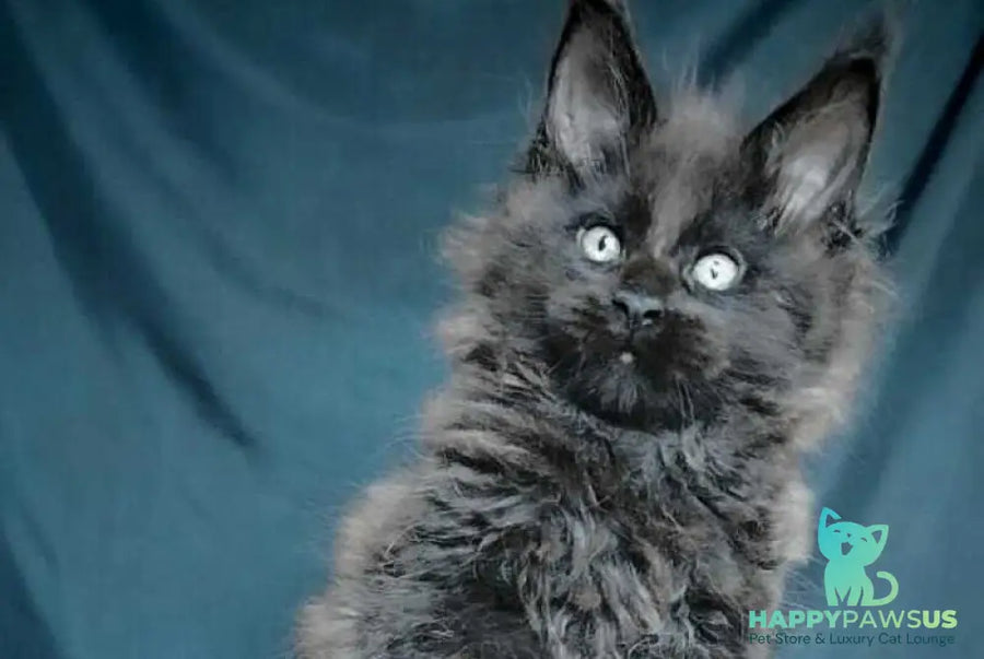 Valentin Life Maya Maine Coon male black - live animals