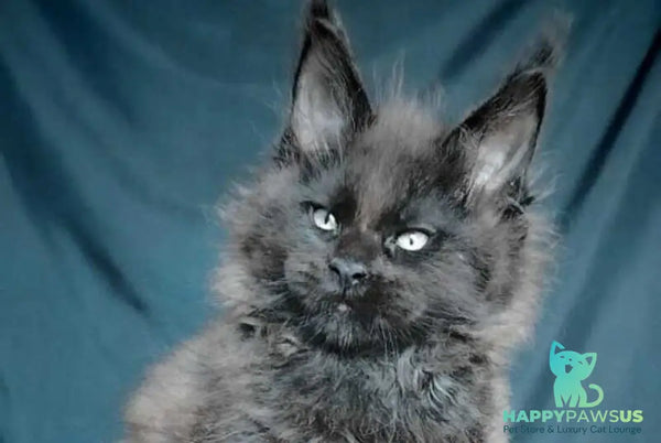 Valentin Life Maya Maine Coon male black - live animals