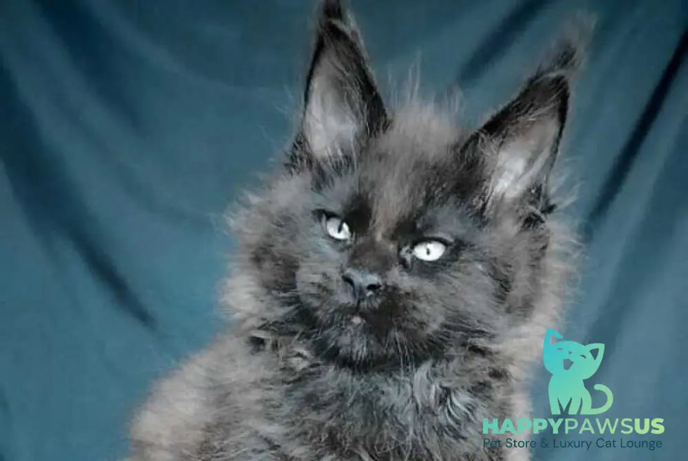 Valentin Life Maya Maine Coon male black - live animals