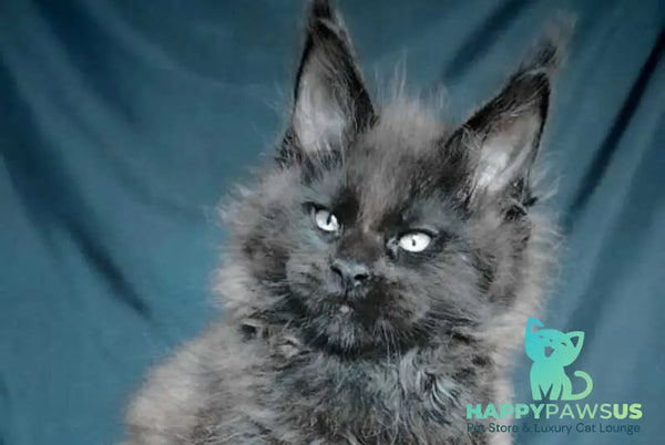 Valentin Life Maya Maine Coon male black - live animals