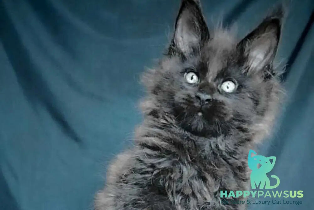 Valentin Life Maya Maine Coon male black - live animals