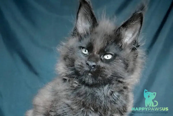 Valentin Maine Coon male black - live animals