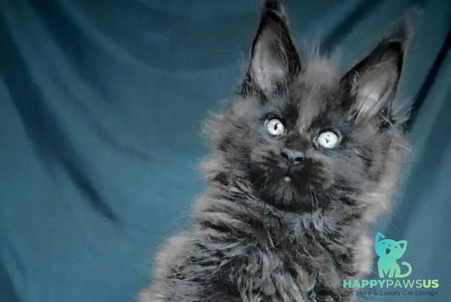 Valentin Maine Coon male black - live animals
