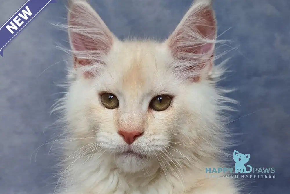 Valentin Maine Coon male cream silver ticked tabby live animals