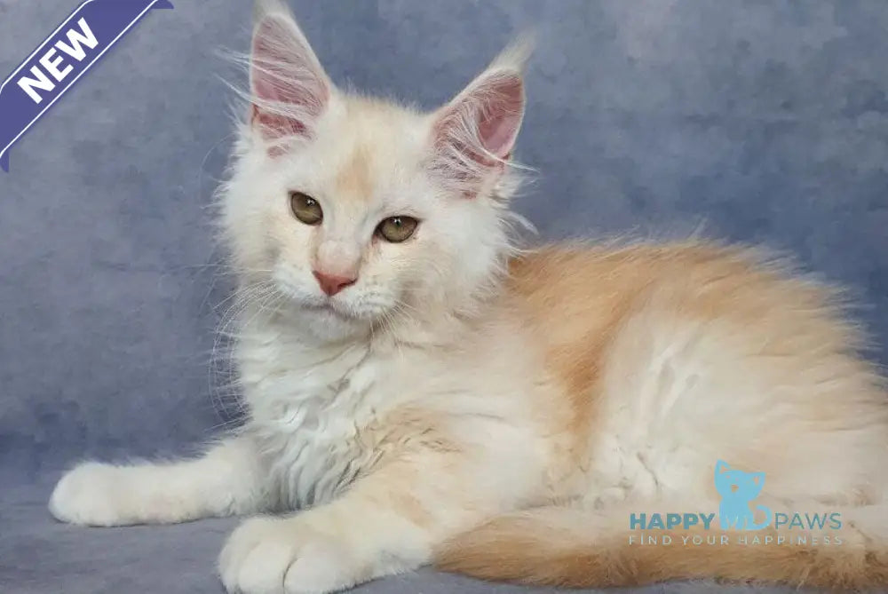 Valentin Maine Coon male cream silver ticked tabby live animals