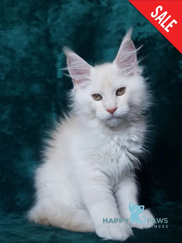 Valentin Maine Coon male cream silver ticked tabby live animals