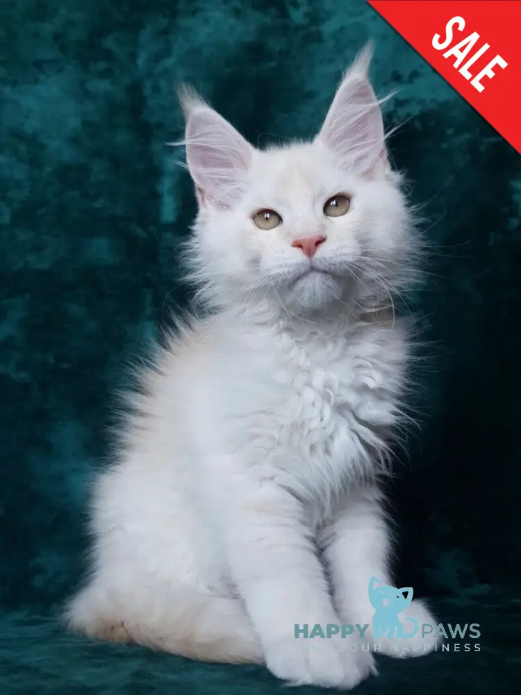 Valentin Maine Coon male cream silver ticked tabby live animals