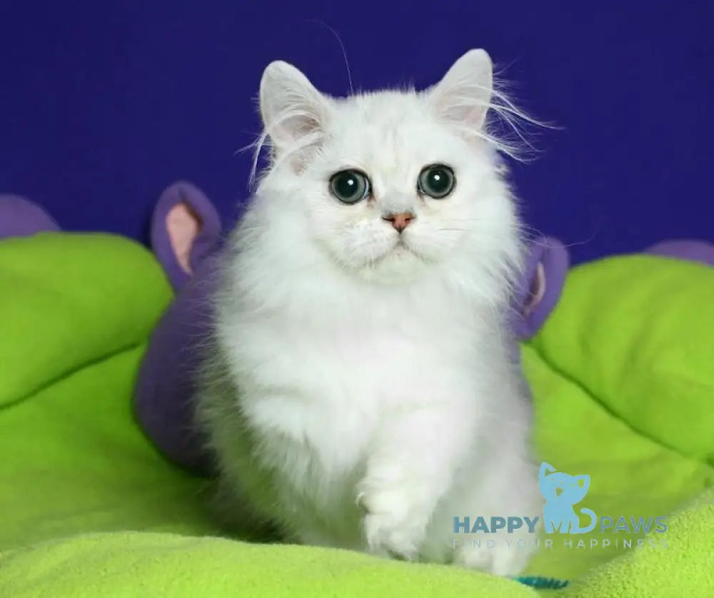 Valentin Persian male black silver shaded live animals