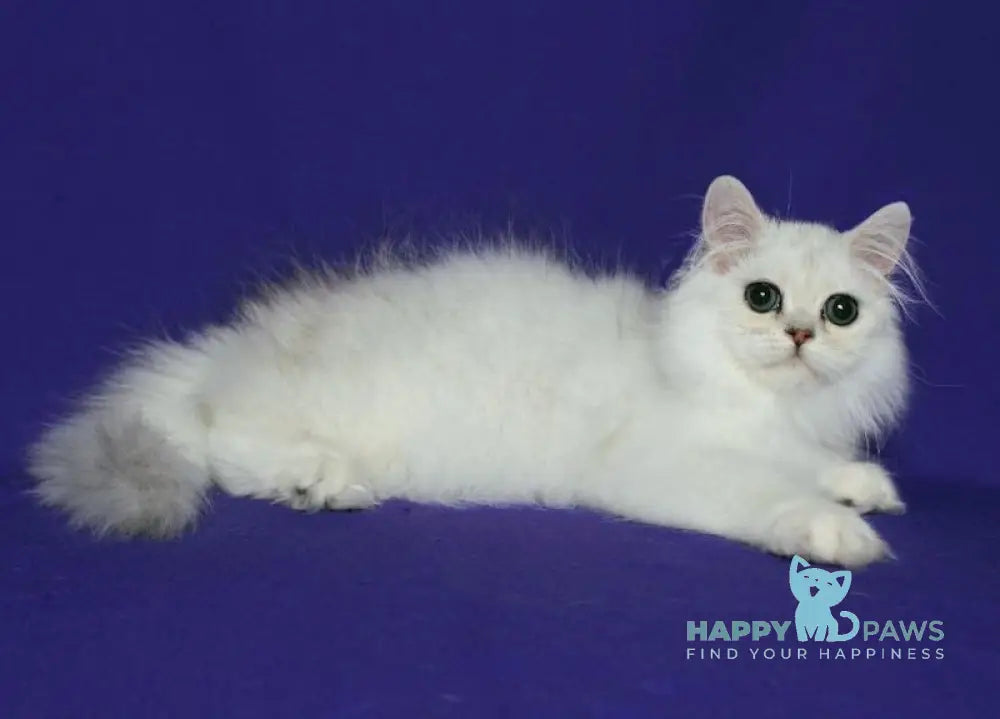 Valentin Persian male black silver shaded live animals