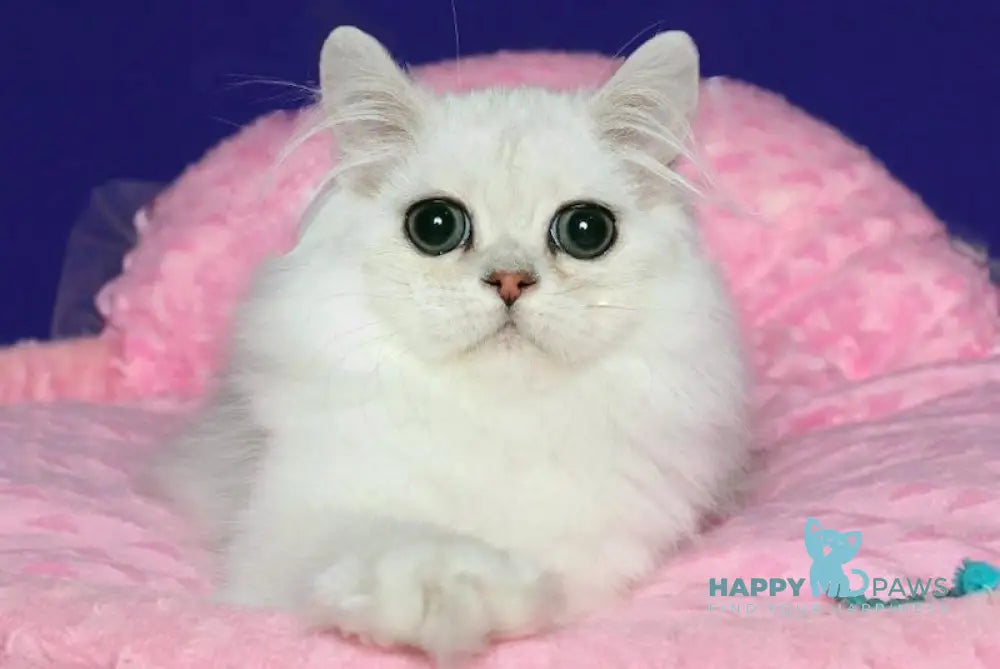 Valentin Persian male black silver shaded live animals