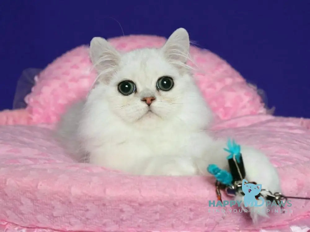 Valentin Persian male black silver shaded live animals