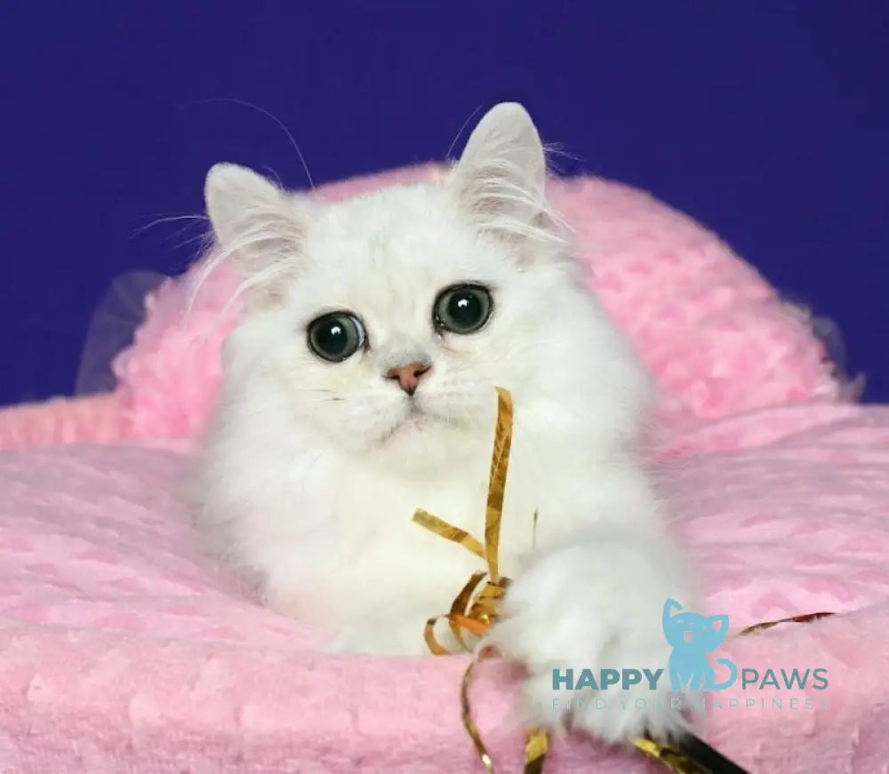 Valentin Persian male black silver shaded live animals