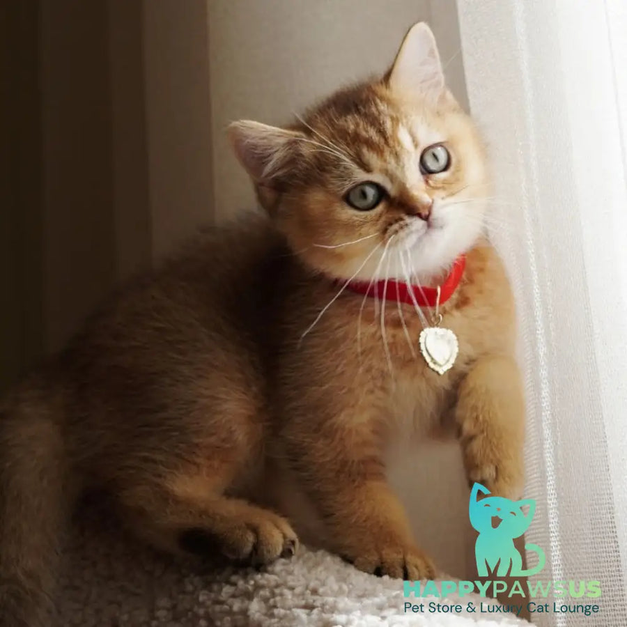 Valentine British Shorthair male chocolate golden ticked tabby - live animals